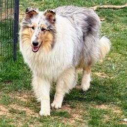 Skye - Collie