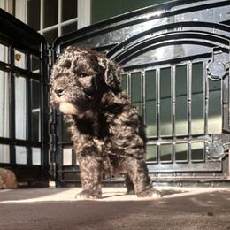 Artemis VI (Champion Bloodline AKC) - Black male Poodle puppy in Chattanooga, Tennessee from SoftPaw Kennels