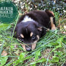Alfalfa - Black tri male Miniature Australian Shepherd puppy in Kettle Falls, Washington from Ellie's Miniature Australian Shepherds