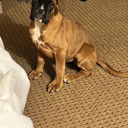 Boxer Puppies from Von Royal Dell’Infinite