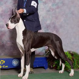 Great Dane All Grown Up from Runa Danes