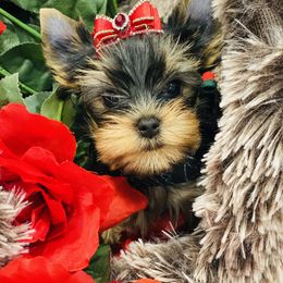Yorkshire Terrier Puppies from Green Mountain Designer Yorkies
