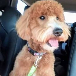 Peaches - Goldendoodle