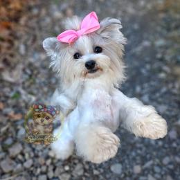 Morkie puppies from Seeking Shalom Acres Maltese, Maltipoos & Havamalts
