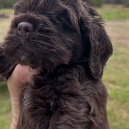 Little Blue - Brown male Cocker Spaniel puppy in Palestine, Texas from Chocolate Cocker Spaniels
