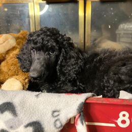 Poodle Puppies from Tails Up Standard Poodles