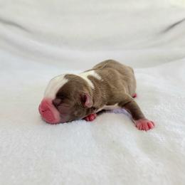 Boston Terrier Puppies from White Valley Boston Terriers
