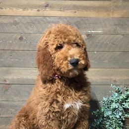 Labradoodles from Nila Shukert