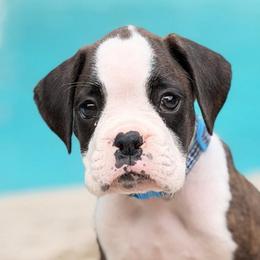 Paul Revere (Revere) - Brindle male Boxer puppy in Georgia from Stephanie’s Boxers
