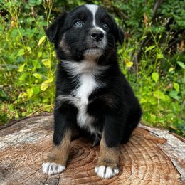 Australian Shepherd Puppies from Dandelion Farms PDX