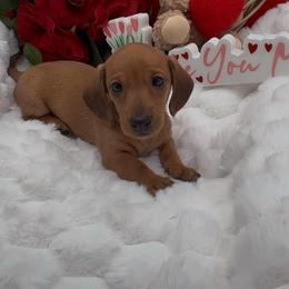 Miss Shaded Red - Red female Dachshund puppy in Woodland, California from Long Little Doggies