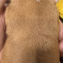 Dachshund Puppies from Witchy Woman’s Wiener’s