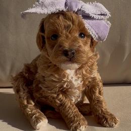 Purple Girl 3250 free USdelivery - Red  female Goldendoodle puppy in Mayfield, Utah from Ruff Country Doodles