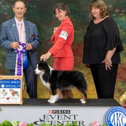 Katie - Miniature American Shepherd
