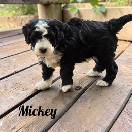 Mickey - Black and white male Aussiedoodle puppy in Lebanon, Oregon from Abbott Family Farm