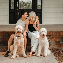 Goldendoodles from Rose and Reid Doodles