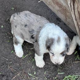 Boy 4 - Blue merle male Aussiedoodle puppy in Reddick, Florida from Cooper’s Mini Doodles
