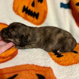 Alexa - Brindle female Dachshund puppy in Timpson, Texas from Double S Kennel