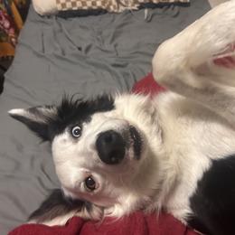 Daris - Black and white male Border Collie puppy in Bixby, Oklahoma from Bond Border Collies