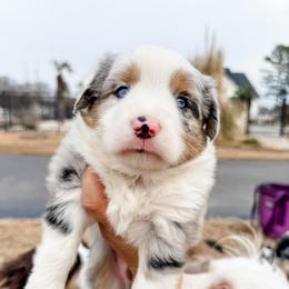 Bernard - Blue merle male Miniature Australian Shepherd puppy in Goldsboro, North Carolina from Maple Ridge Farm