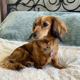 Tulip - Dachshund
