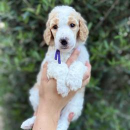 Violet - Parti female Poodle puppy in Queen Creek, Arizona from Desert Dusted Poodles