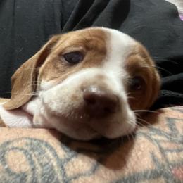 Dachshund Puppies from Witchy Woman’s Wiener’s