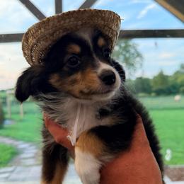 Boy 1 - Black tri male Miniature Australian Shepherd puppy in Arcadia, Indiana from Sunset Cowgirl Mini Aussies