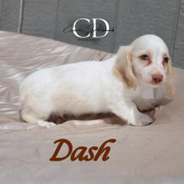 Dash - Red male Dachshund puppy in Huntington, Texas from Camacho_Dachshunds