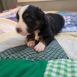 Liberty (Libby) - Black tri female Miniature Australian Shepherd puppy in Dunnellon, Florida from Ever After Mini Aussies
