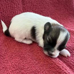 Winter - Red white and sable female Papillon puppy in Thornton, Colorado from Aspen Wings Papillons