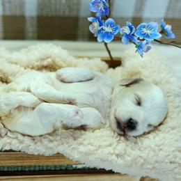 Junior - White male Coton de Tulear puppy in Forney, Texas from Buttercup Cotons of Texas