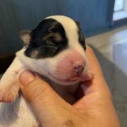 Golden Retriever and Russell Terrier Puppies from VS Golden Fields