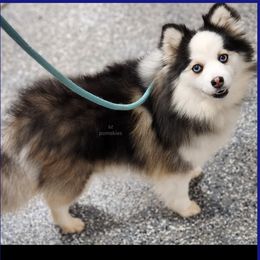 Bitsy - Pomsky