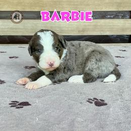 Barbie - Blue merle female Bernedoodle puppy in Banner Elk, North Carolina from Walnut Tree Bernedoodles