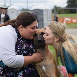 Great Dane Puppies from VanDelft Danes