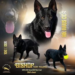 Bishop - German Shepherd