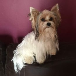 Yorkshire Terriers from Sauty Dog Yorkies