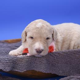 Esme red collar - Cream female Goldendoodle puppy in Lexington, North Carolina from Deborah’s Doodles