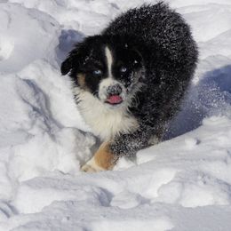 Australian Shepherd Puppies from Pole Canyon Australian Shepherds