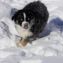 Australian Shepherd Puppies from Pole Canyon Australian Shepherds