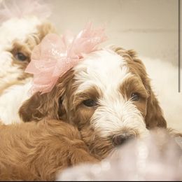 Goldendoodle Puppies from Best Doodles