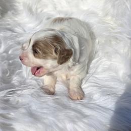 Boy 2 - male Goldendoodle puppy in Shelby Township, Michigan from Shelby Doodles MI LLC