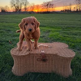 Norm - Red  male Goldendoodle puppy in Harrisburg, Oregon from Dolly’s Doods
