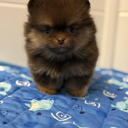 Reece - Chocolate and tan female Pomeranian puppy in Newport Beach, California from Exotic City Pomeranians and chihuahuas