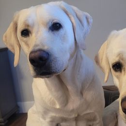 Labrador Retrievers from Gwyneira labs of Idaho