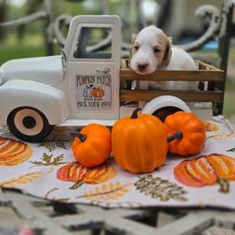 Polar - Piebald male Dachshund puppy in Lady Lake, Florida from K Rae's Dachshunds