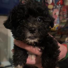 Male 4- Sergio - Black male Morkie puppy in Pittsburgh, Pennsylvania from Maria's Morkies & More