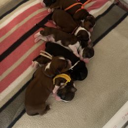 Havanese Puppies from HavaReese Havanese