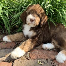Bernedoodle Puppies from White Oak
